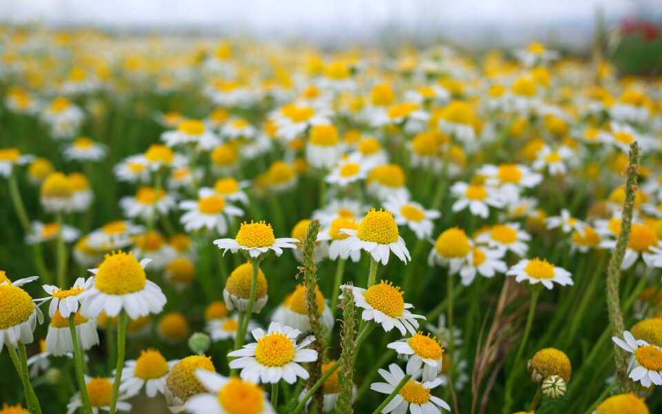 Spring flowering daisies