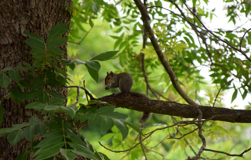 Squirrel wild life