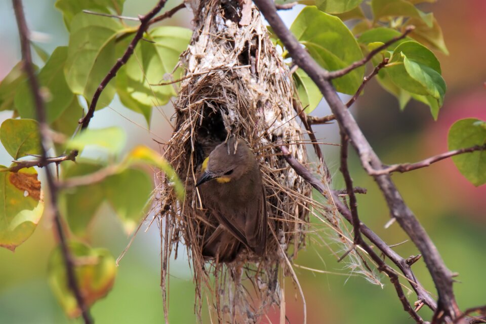 Wildlife nature natural