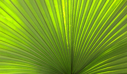 Green plant tropic photo