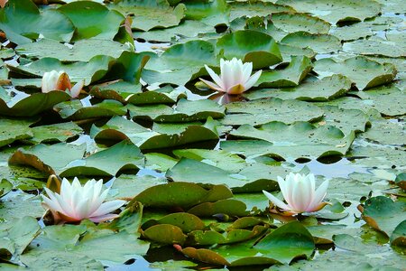 Lilies lake nature photo