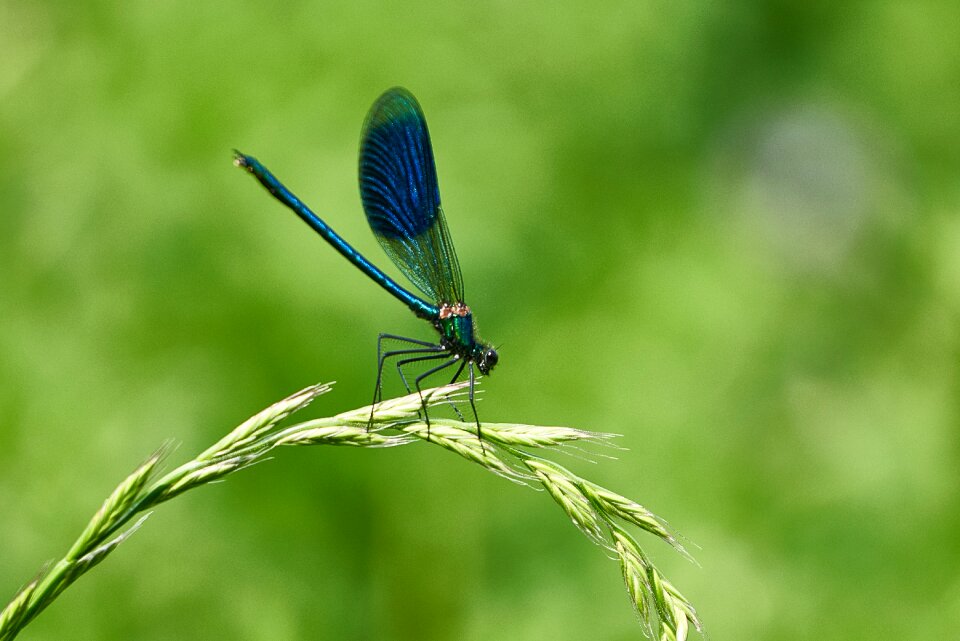 Wing close up flight insect