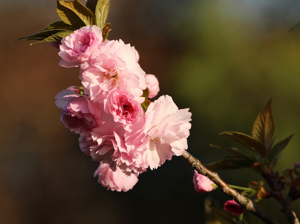 Floral plants natural