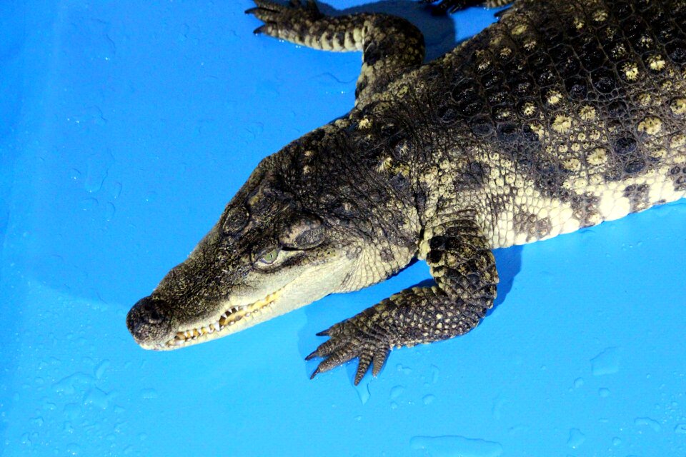 Reptile krupnyj plan crocodile snout