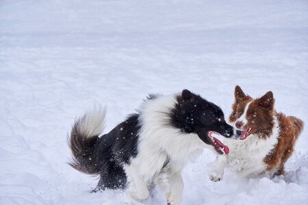 Collie border winter photo