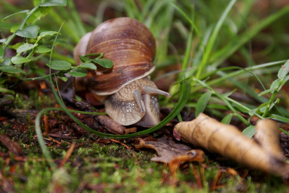 Snail forest nature