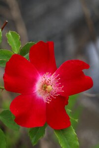 Rose garden beautiful red