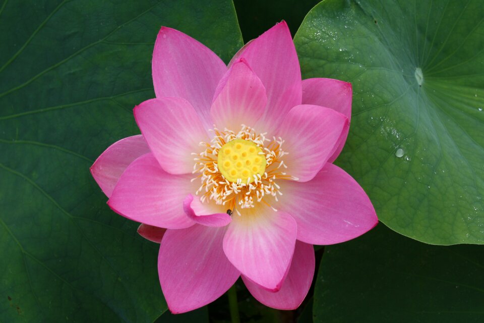 Lotus 井戸尻 plant