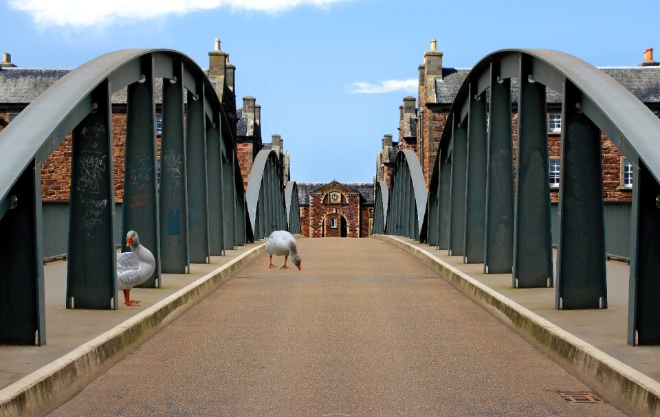 Architecture landscape goose