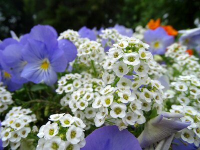 Garden plants purple flowers beautiful flowers photo