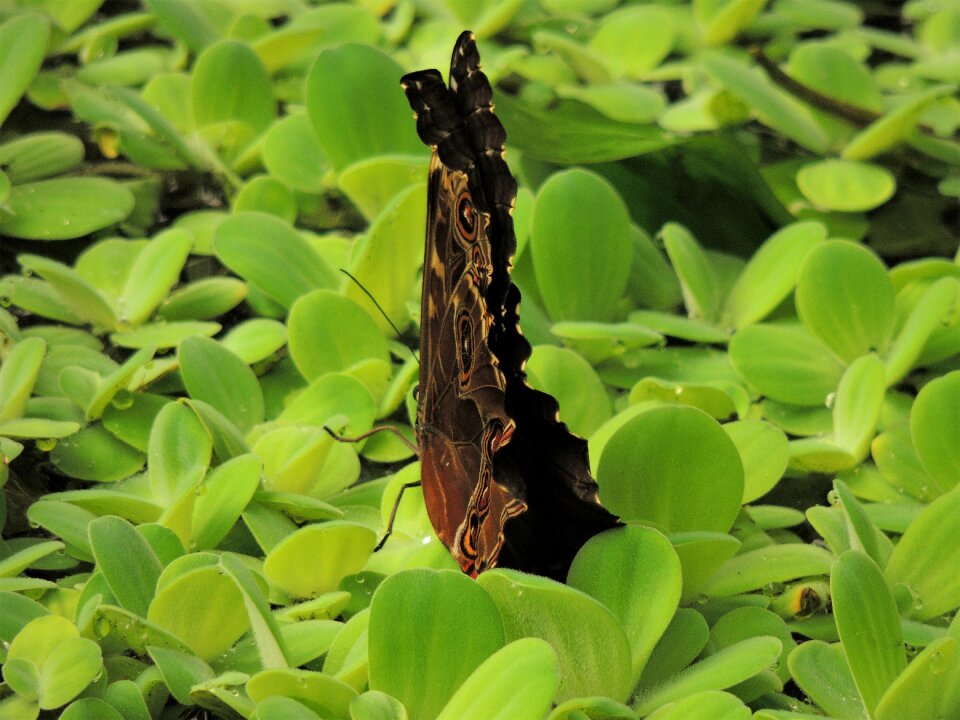 Nature fly flower