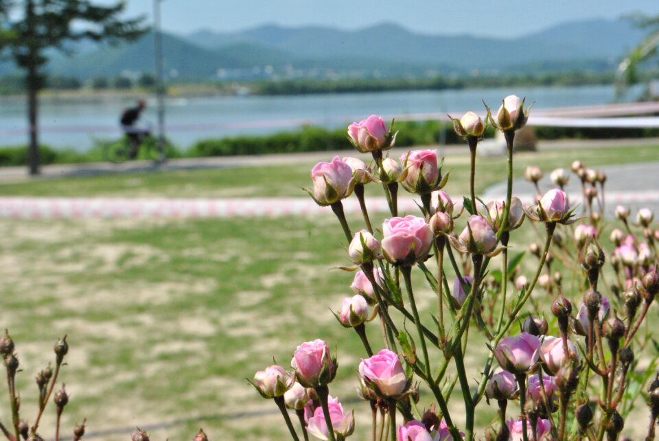 Beautiful plants nature