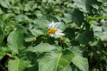 Potato field crop potato flower