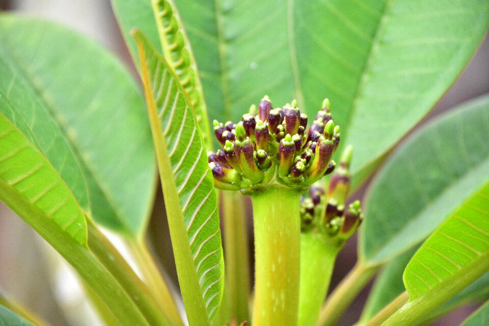 Nature plant wild flowers