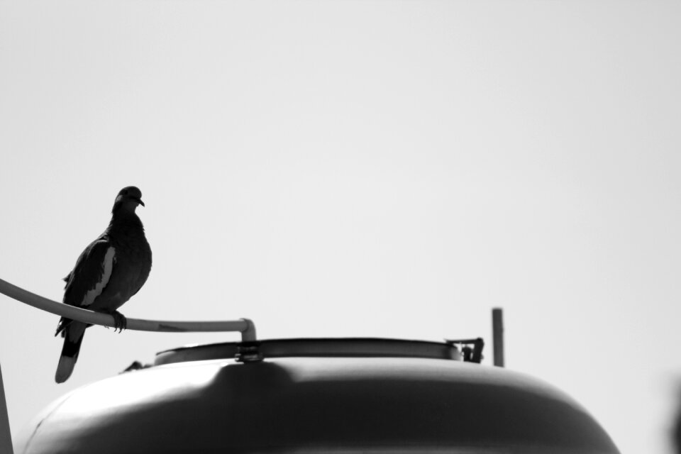 Black white water tank