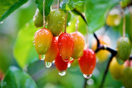 Bodhi bodhi fruit sweet and sour