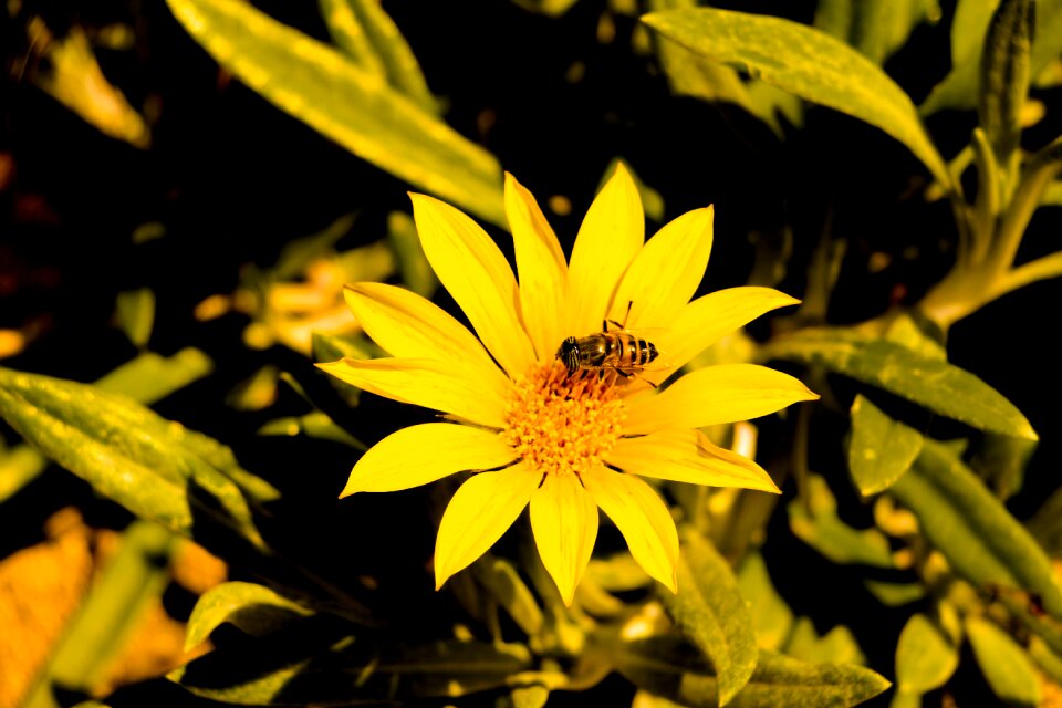 Flower yellow