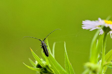 Grass microcosm insect photo