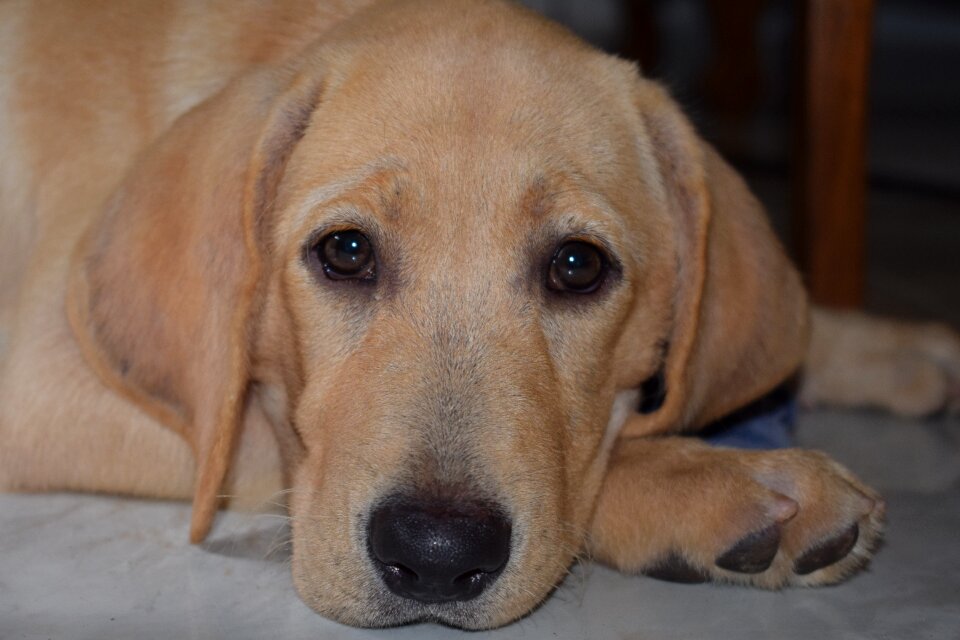 Cute pet adorable
