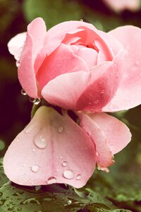 Garden summer rain fragrance photo