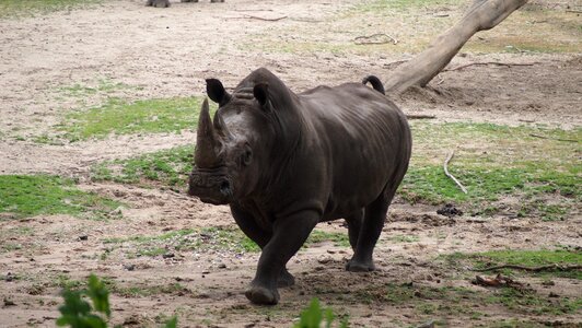 Big game rhinoceros rhino baby photo