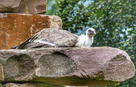 Raptor animal falconry photo