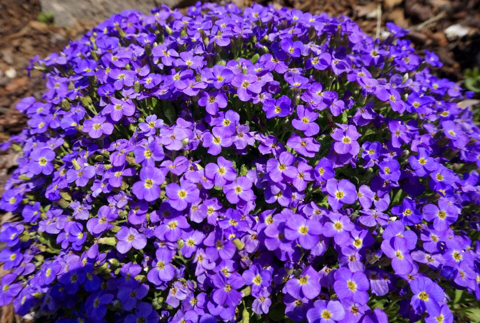 Garden blossom colorful