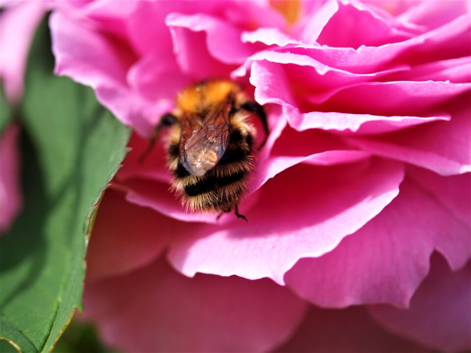 Garden flower pink rose