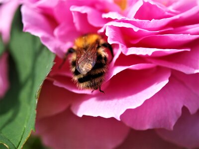 Garden flower pink rose photo