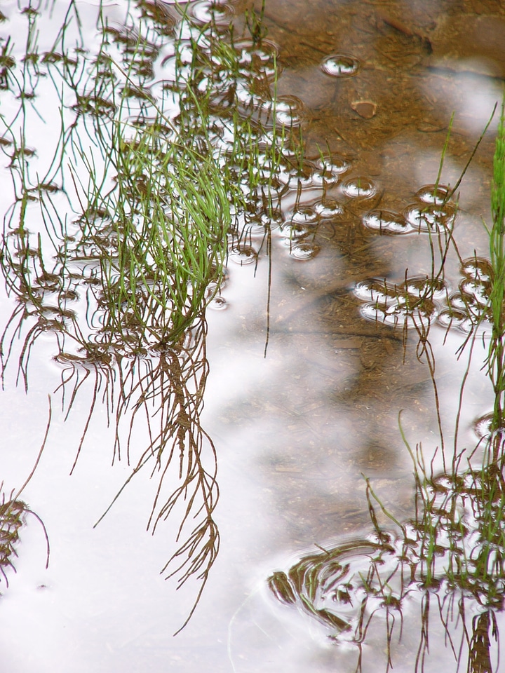 Gloss reflection aquatic plant