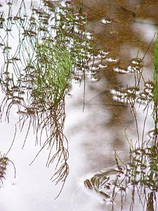 Gloss reflection aquatic plant