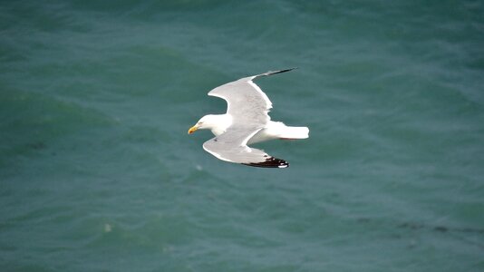 Ave flying seagull