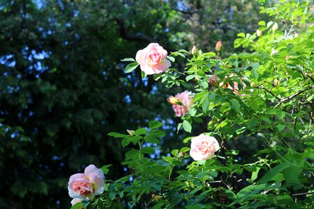 Leaf rosebud roses photo
