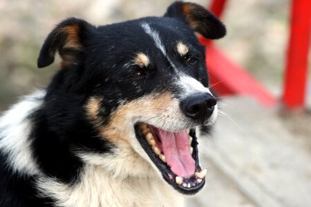 Pet nature cute