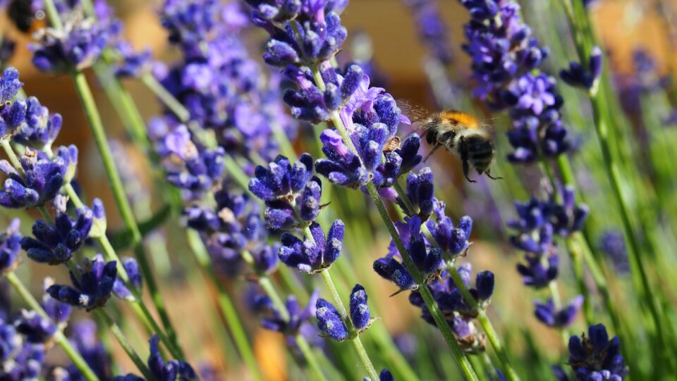 Lavender bee pollen photo