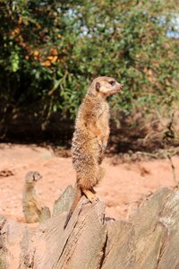 Zoo animal mammal
