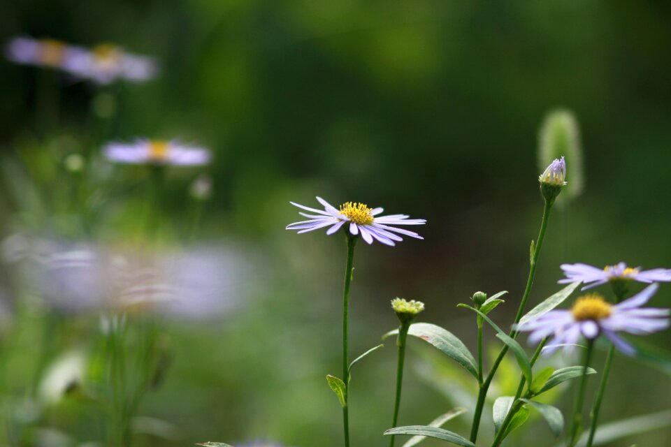 Wildflower behold forest