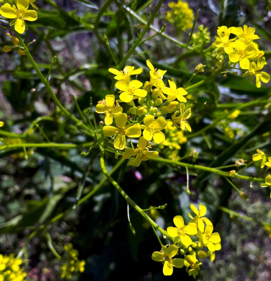 Plant honey inflorescence