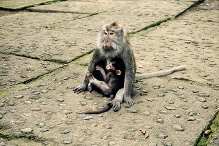 Mother love monkey love photo