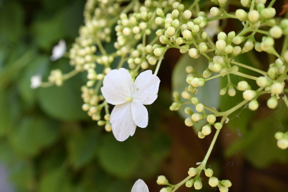 Spring blossom garden