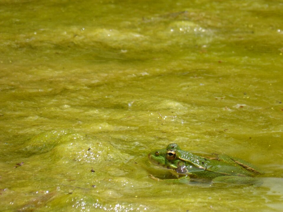Camouflage raft pond
