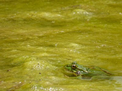 Camouflage raft pond photo