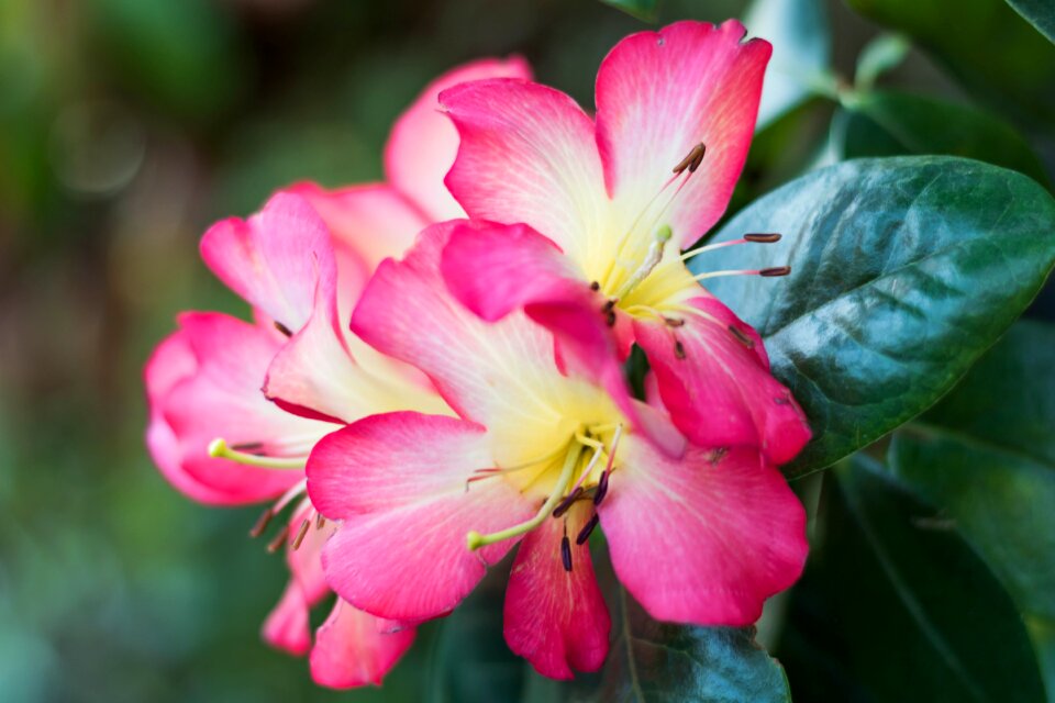 Garden rose