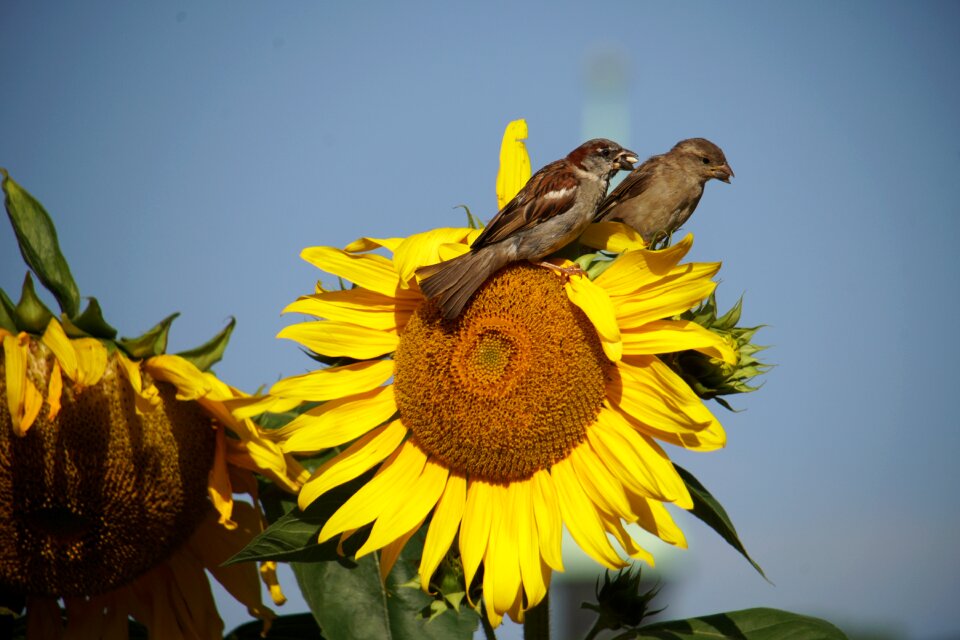 Eat sparrow yellow
