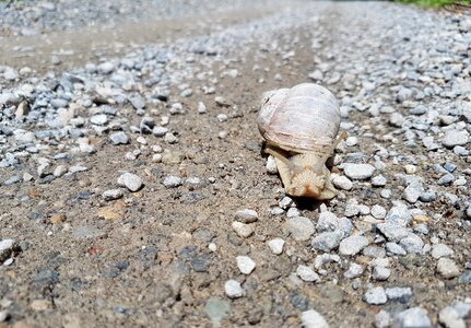 Sand pebble snail