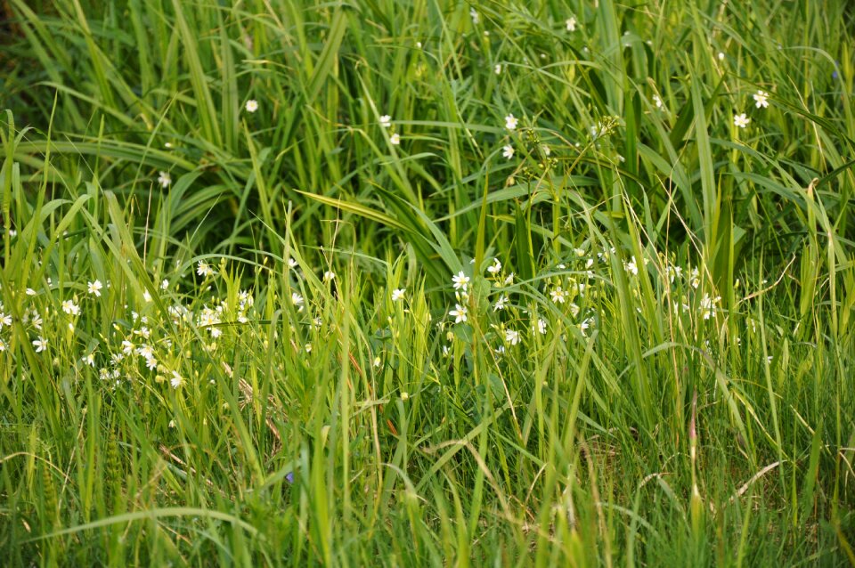 Flowers garden plants photo