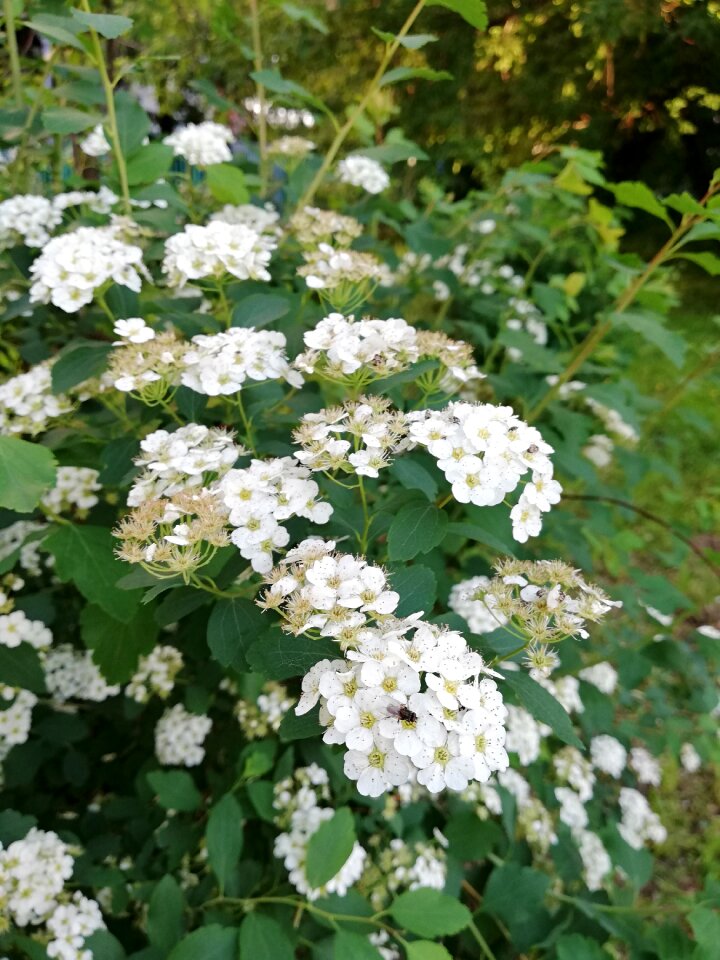White may nature
