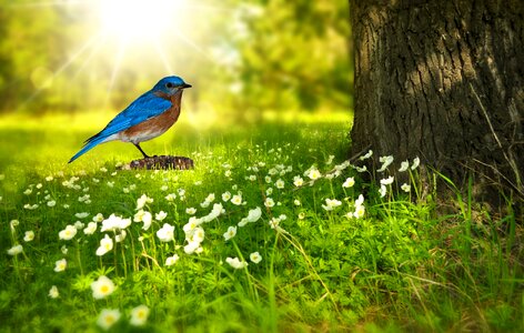 Nature perched spring