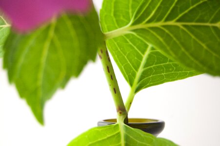 Green violet rosa