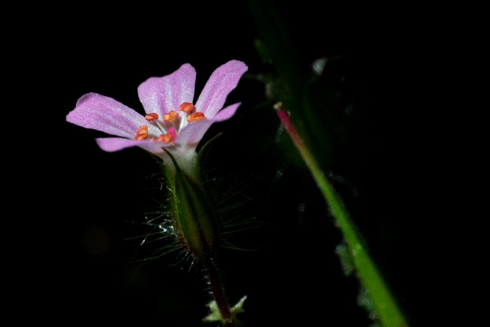 Purple nature close up